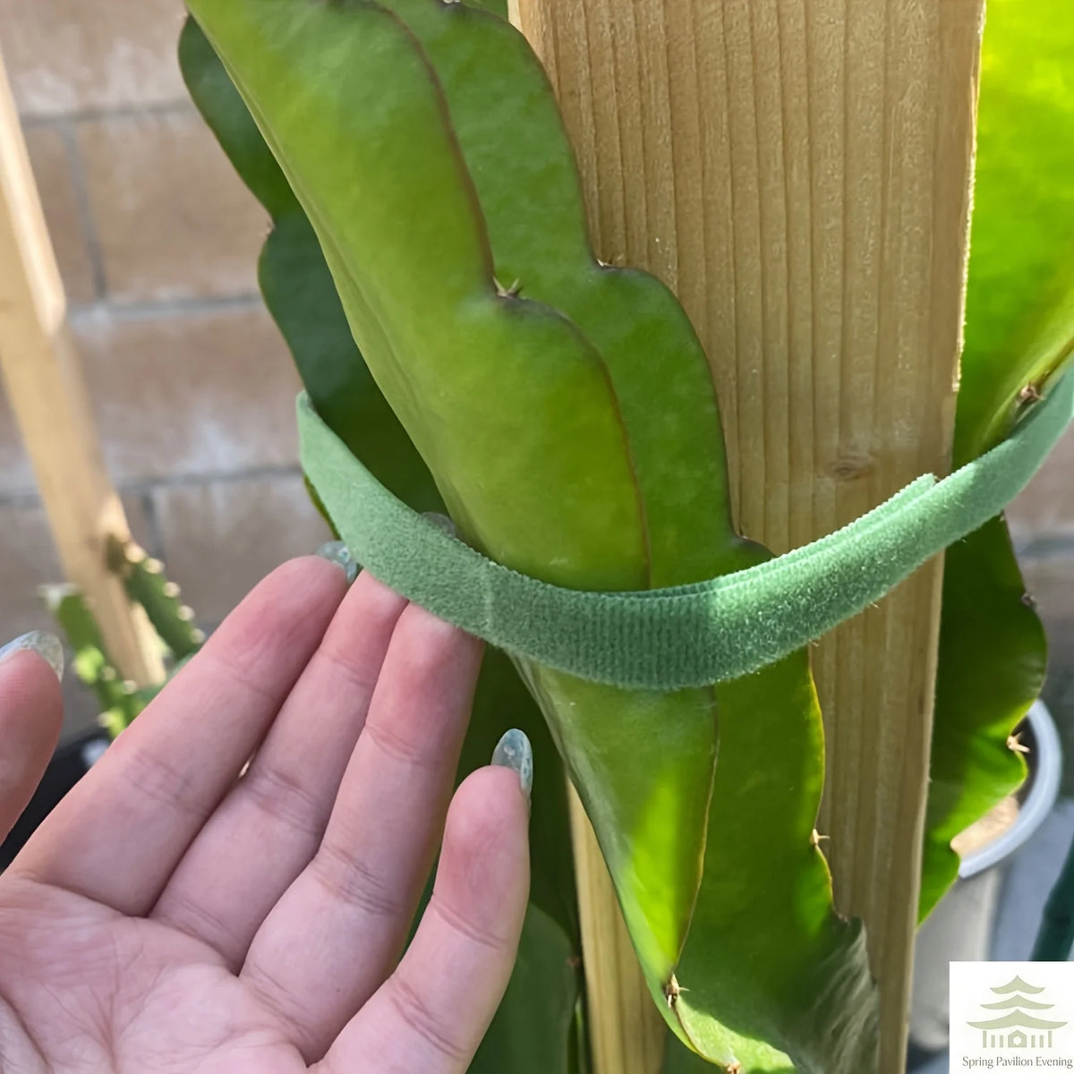 Loop Support Plant 2M Nylon Plant Ties Plant Bandage Hook Tie Loop Adjustable Plant Suppo ...